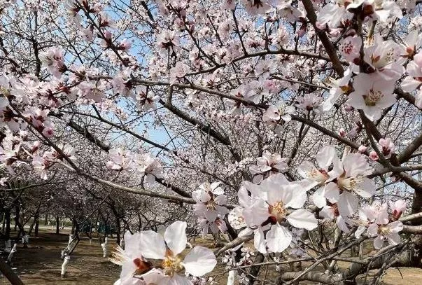 北京朝陽(yáng)公園賞花游玩路線(xiàn)推薦