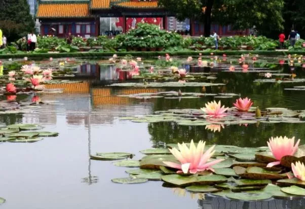 北京觀(guān)賞睡蓮最好的地點(diǎn) 哪
些地方可以看到睡蓮